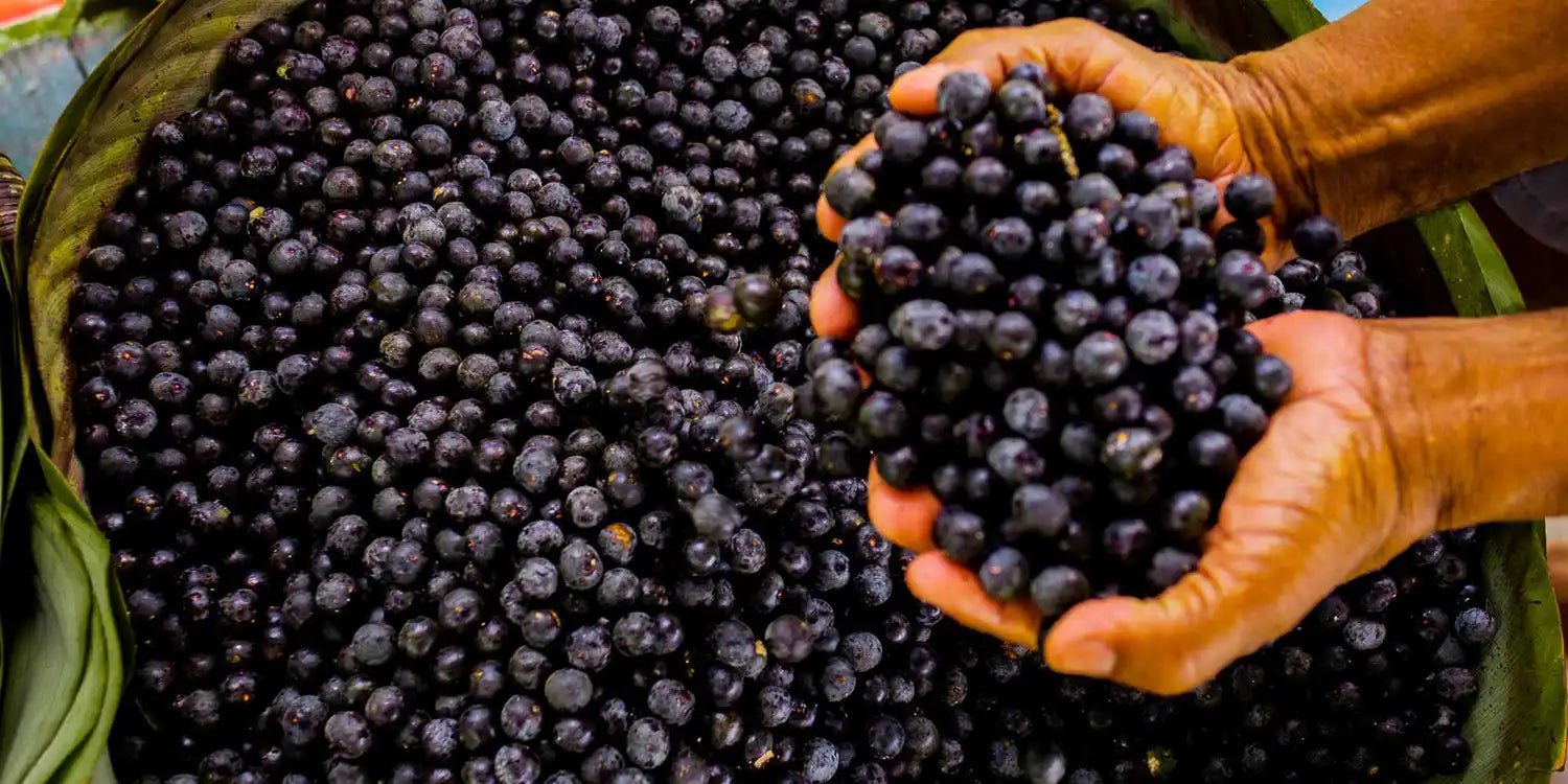 O Caminho do Ingrediente: Como a BAIMS Garante a Origem Ética e Sustentável de Suas Matérias-Primas?