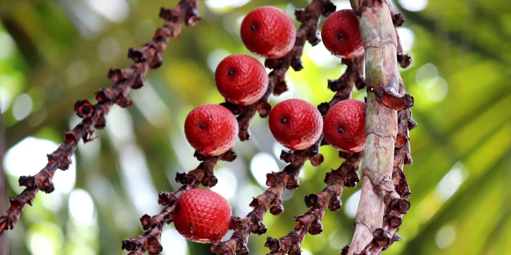 Buriti na maquiagem: o escudo natural rico em betacaroteno
