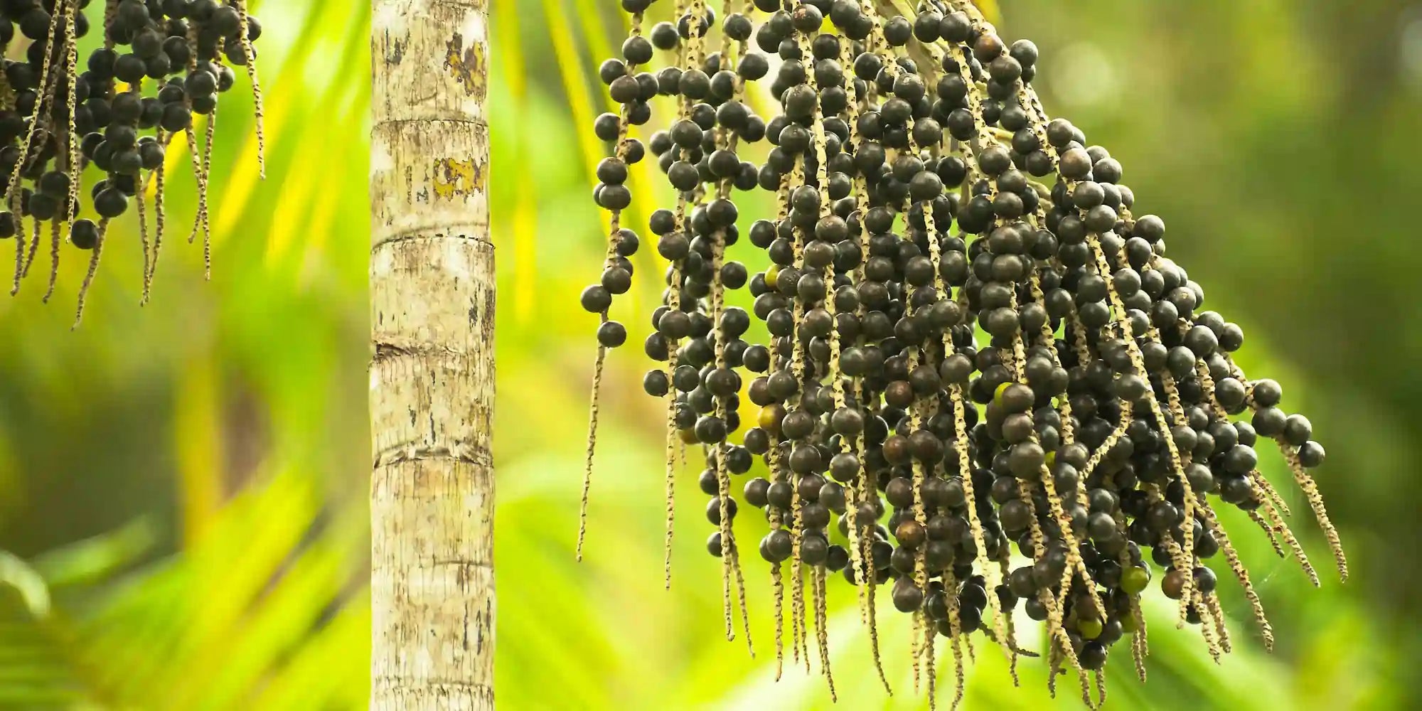 Os benefícios do óleo de açaí