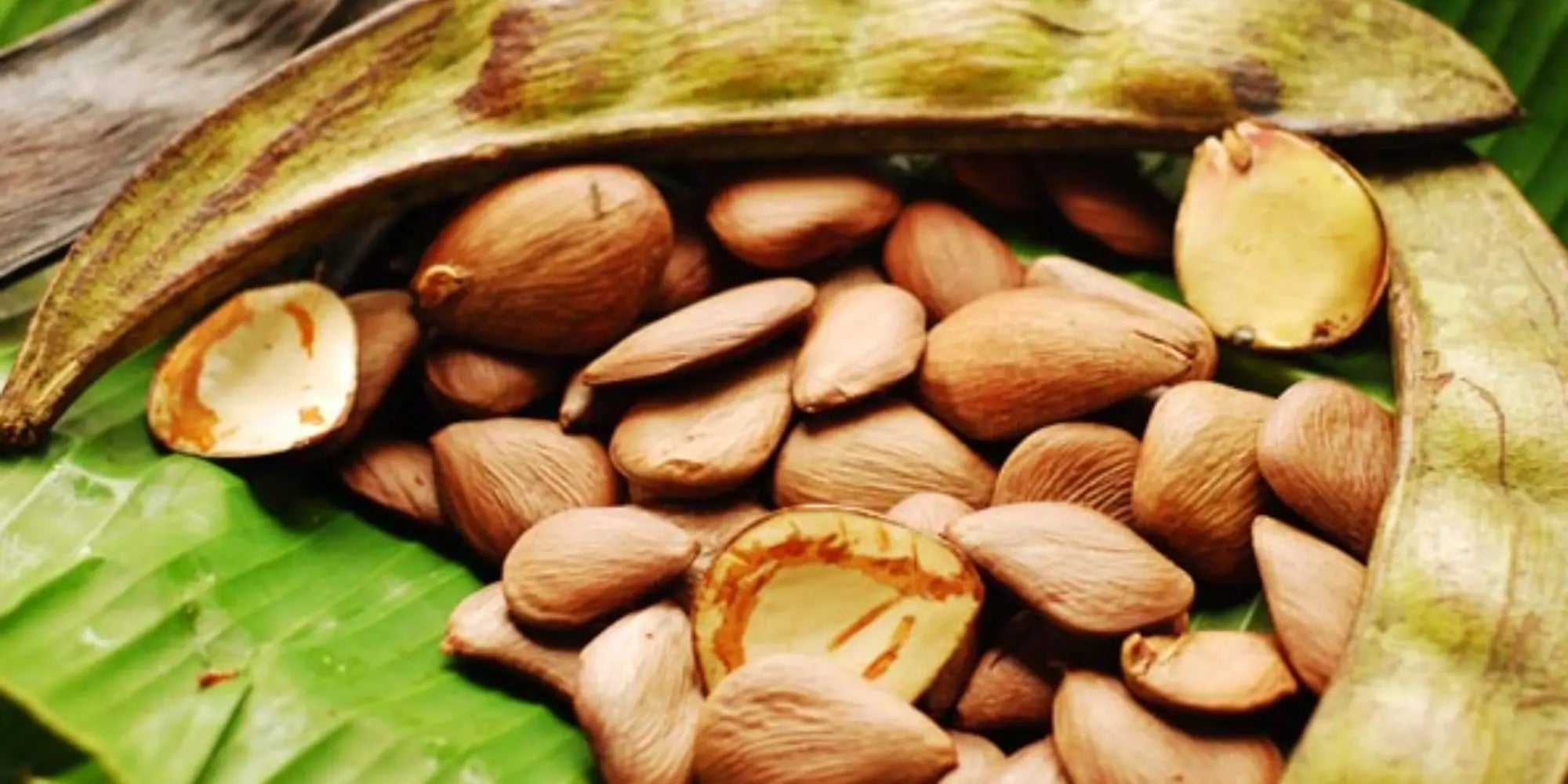 O Caminho do Ingrediente: Como a BAIMS Garante a Origem Ética e Sustentável de Suas Matérias-Primas?
