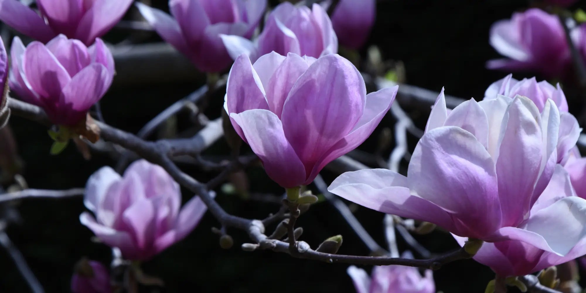 O poder da magnólia na maquiagem