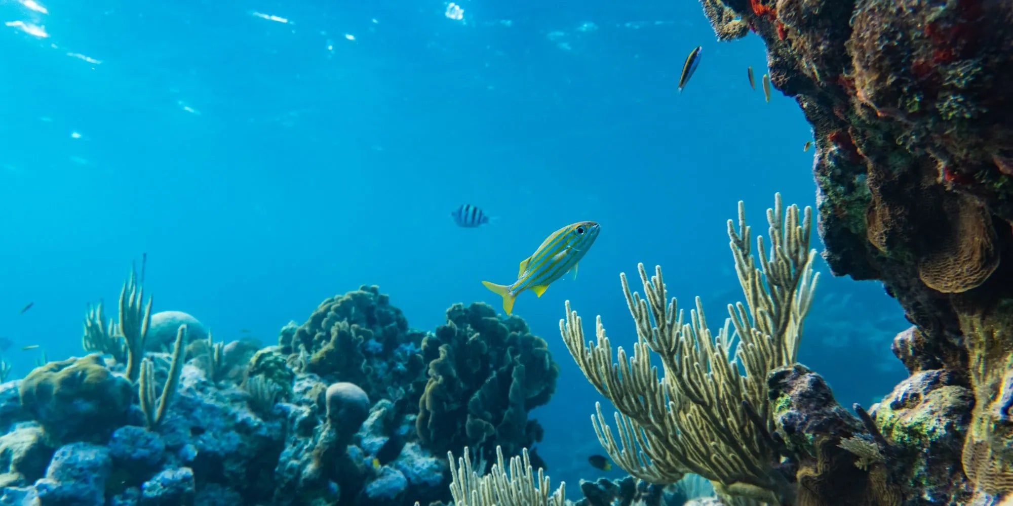 Dia do Mar: o impacto dos protetores solares nos corais e a alternativa consciente da BAIMS